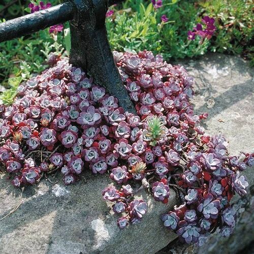 Очиток лопатчатолистный Пурпуреум/Sedum spathulifolium Purpureum Р1,5