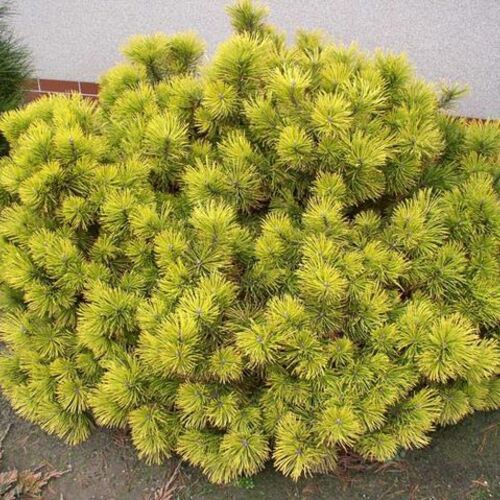 Сосна горная Винтер Голд/Pinus mugo Wintergold 40-50 С5