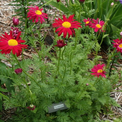 Пиретрум розовый Робинзонс Рэд/Tanacetum coccineum Robinson's Red Р1,5