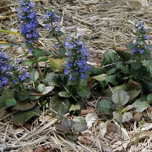 Живучка ползучая Катлинс Джайент/Ajuga reptans Catlins Giant Р9
