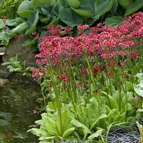 Примула японская Миллер Кримсон/Primula japonica Miller s Crimson Р1,5