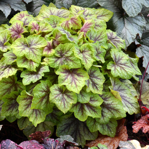 Гейхерелла Файер Фрост/Heucherella Fire Frost Р1,5