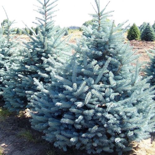 Ель колючая Фат Альберт/Picea pungens Fat Albert 125-150 С25