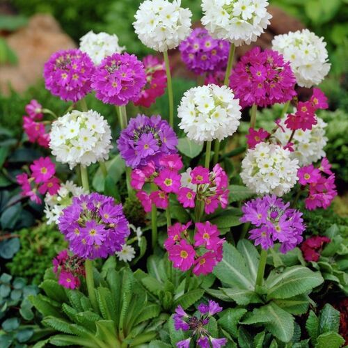 Примула микс/Primula mix