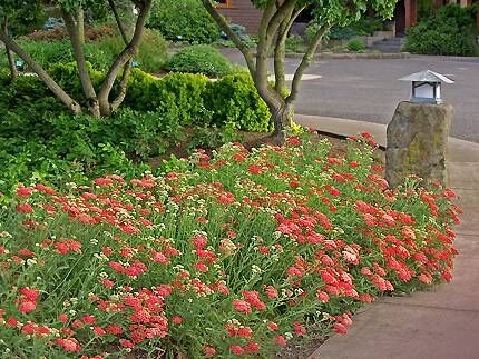 Тысячелистник обыкновенный Паприка/Achillea millefolium Paprika Р1,5