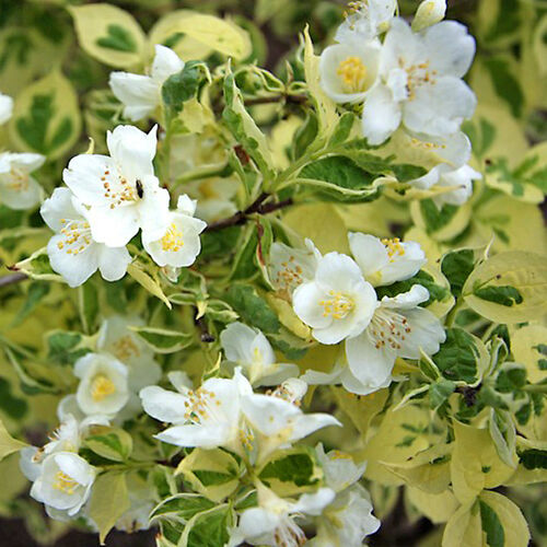 Чубушник венечный Вариегата/Philadelphus coronarius Variegatus 30-40 С3,6