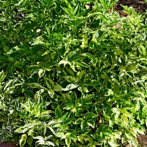 Бузина чёрная Вариегата/Sambucus nigra Variegata 30-40 С3,6