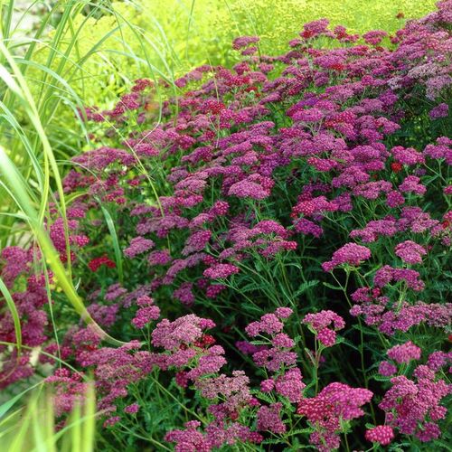Тысячелистник обыкновенный Церизе Квин/Achillea millefolium Cerise Queen Р1,5
