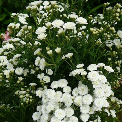 Тысячелистник птармика Зе Перл/Achillea ptarmica The Pearl Р1,5