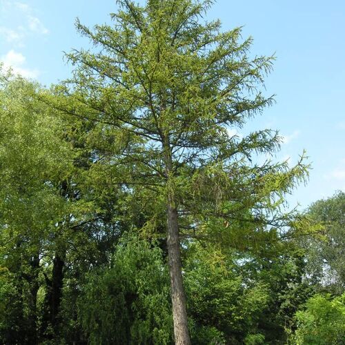 Лиственница Сукачева/Larix Sukaczewii 175-200 С30