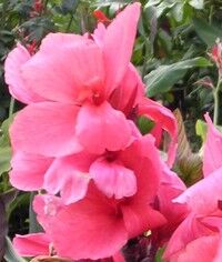 Канна Афродита/Canna Aphrodite С3