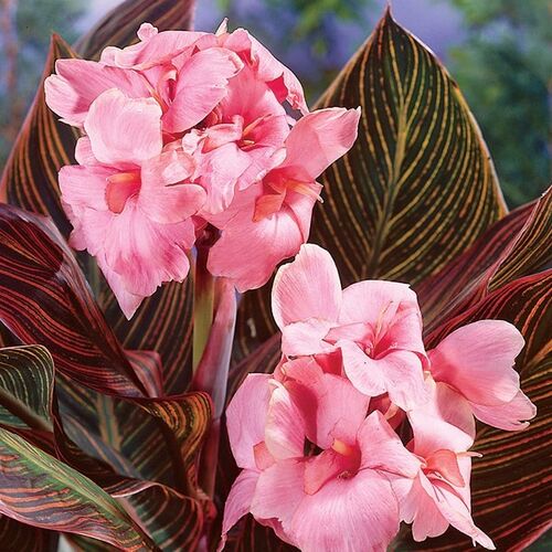 Канна Санберст Пинк/Canna Sunburst Pink 