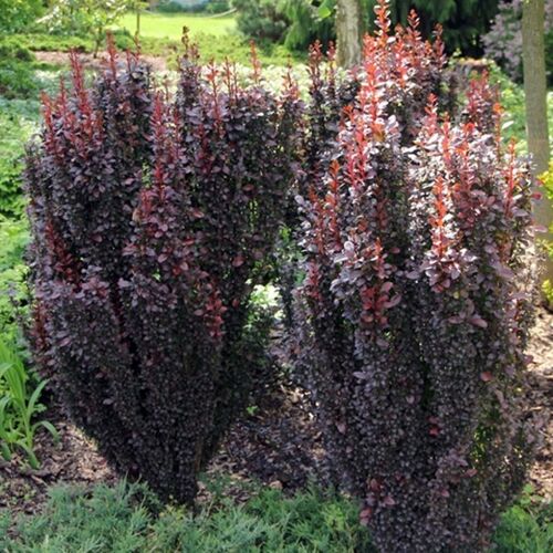 Барбарис Тунберга Рэд Пилар/Berberis thunbergii Red Pillar 40-60 C5