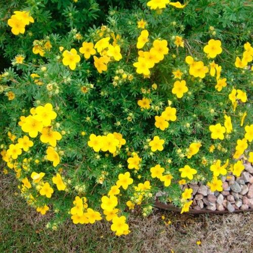 Лапчатка кустарниковая Голдстар/Potentilla fruticosa Goldstar 30-50 C5