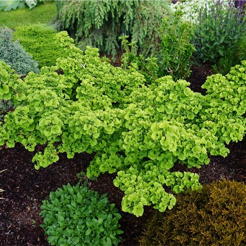 Гинкго Билоба Тролл/Ginkgo biloba Troll 20-30 C1.5 (Верещак)