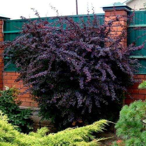 Барбарис оттавский Суперба/Berberis x ottawensis Superba 40-60 C3
