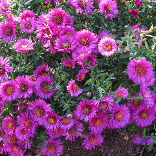 Астра кустарниковая Пинк Бьюти/Aster dumosus Pink Beauty С3