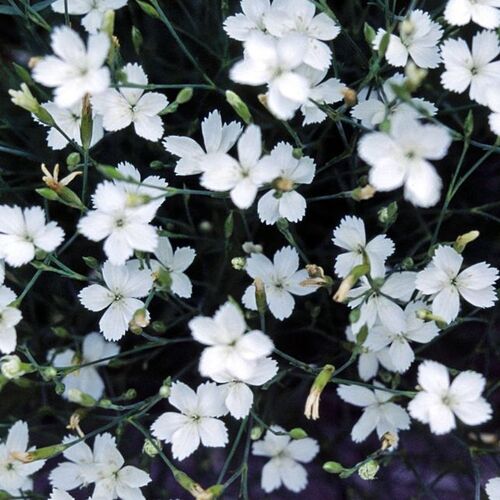 Гвоздика травянка Альбус/Dianthus deltoids Albus Р 1.5