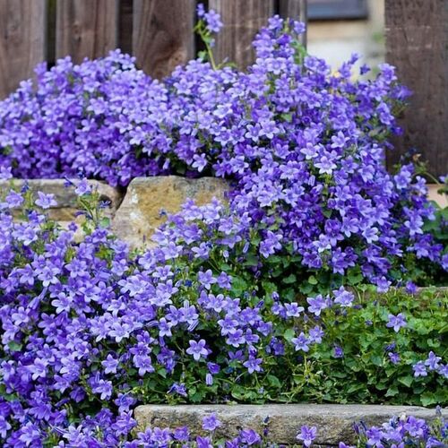 Колокольчик карпатский Блау Клипс/Campanula carpatica Blaue Clips С3