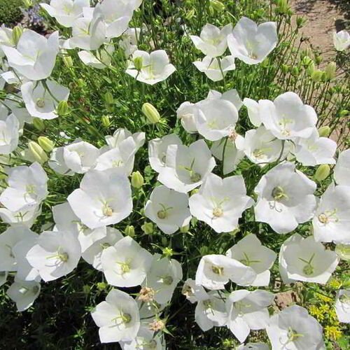 Колокольчик карпатский Вейсе Клипс/Campanula carpatica Weisse Clips С3