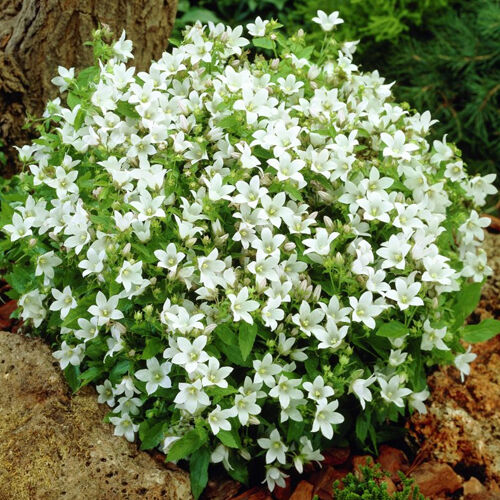 Колокольчик молочноцветковый Уайт Пуф/Campanula lactiflora White Pouffe  Р1,5