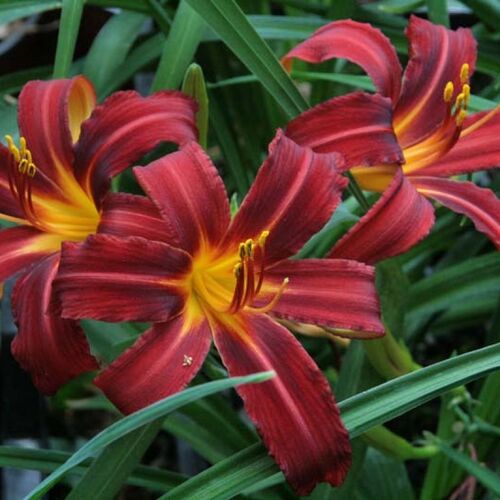 Лилейник гибридный Кримсон Пират/Hemerocallis hybrida Crimson Pirate С3