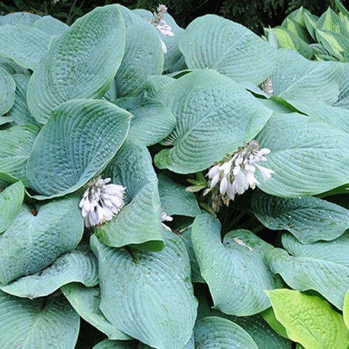 Хоста гибридная Голубой Мамонт/Hosta hybrid Blue Mammoth С3