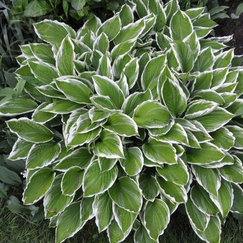Хоста волнистая Альбомаргината/Hosta undulata Albomarginata Р1,5