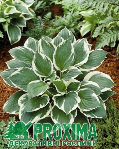 Хоста гибридная Франси/Hosta hybrid Francee С3