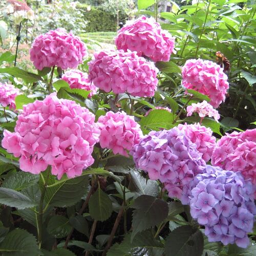Гортензия крупнолистная Букет Роуз/Hydrangea macrophylla Bouquet Rose 25-30 С5