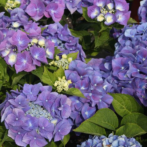 Гортензия крупнолистная Блаумайзе/Hydrangea macrophylla Blaumeise  25-30 С5