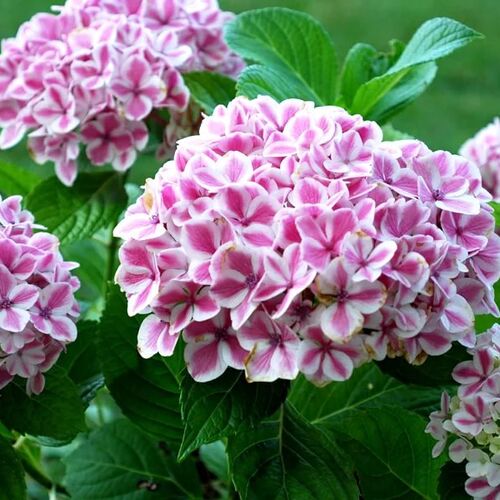Гортензия крупнолистная Forever & Ever® Peppermint 20-30 С5