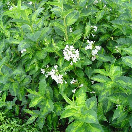 Вейгела гибридная Милк энд Хоней/Weigela hibr. Milk End Honey 50-60 С7,5