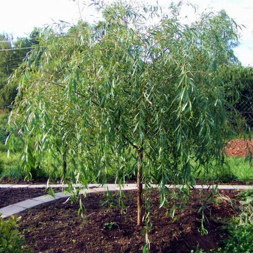 Ива гибридная Плакучий Гном/Salix hibrida Plakuczyj Gnom 50-60 С5