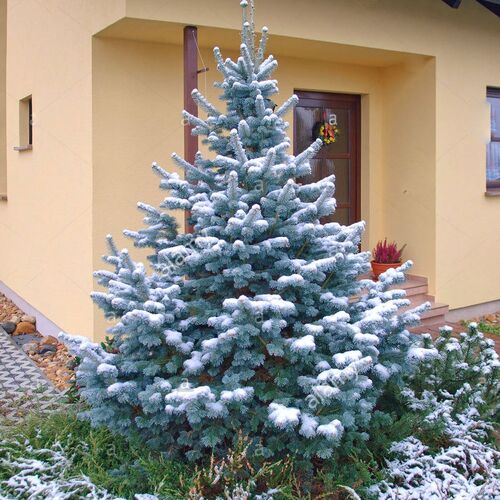 Пихта субальпийская Аргентиа/Abies lasiocarpa Argentea 30-40 C5