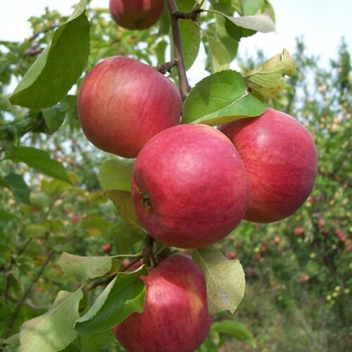 Яблоня Жигулевское (осенняя) С3