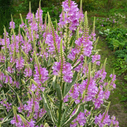 Физостегия виргинская Вариегата/Physostegia virginiana Variegata С3
