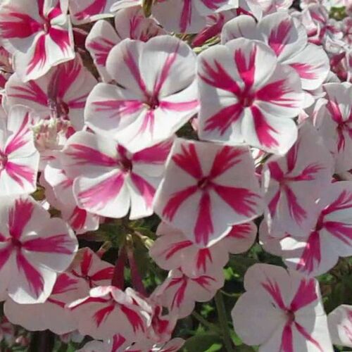 Флокс метельчатый Твистер/Phlox paniculata Twister С3