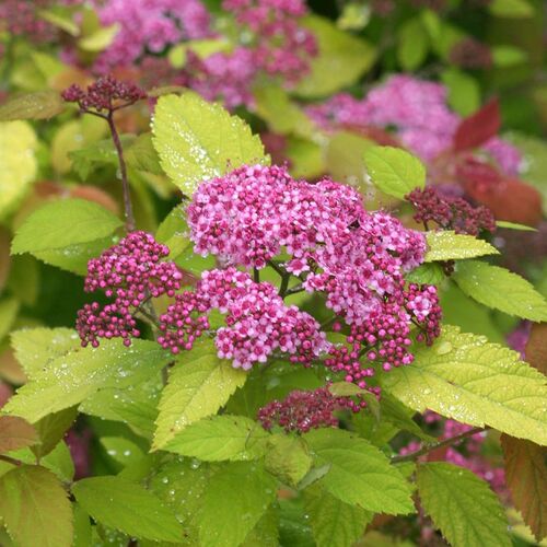 Спирея японская Дабл Плей Биг Бэнг /Spiraea japonica Double Play Big Bang 20-40 С3