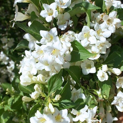 Вейгела гибридная Бристоль Сноуфлейк/Weigela hibr. Bristol Snowflake 60-80 С10