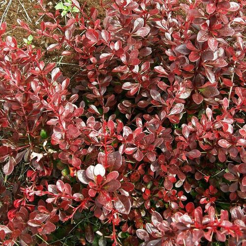 Барбарис Тунберга Кармен/Berberis thunbergii Carmen 40-60 C10