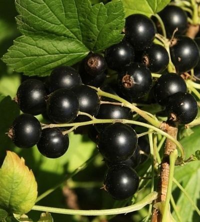 Смородина черная Изюмная (3х-летняя) С3