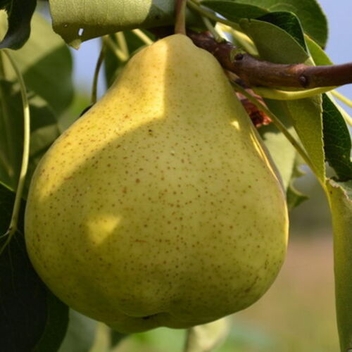 Груша Космическая (летняя) С6