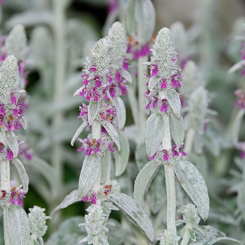 Чистец шерстистый/Stachys lanata Р1,5