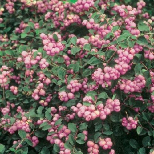 Снежноягодник доренбоза Amethyst/Symphoricarpos doorenbosii Amethyst 80-100 С7,5