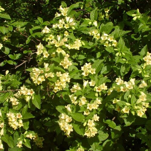 Вейгела Миддендорфа/Weigela middendorffiana 80-100 С7,5