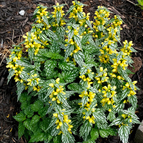 Зеленчук желтый Вариегата/Galeobdolon luteum Variegata С3