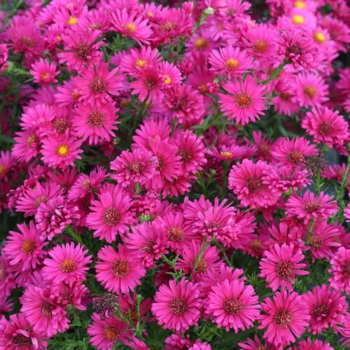 Астра новобельгийская Роял Руби/Aster novi-belgii White Royal Ruby Р1,5