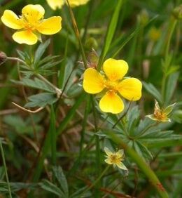 Лапчатка прямостоячая/Potentilla erecta С2
