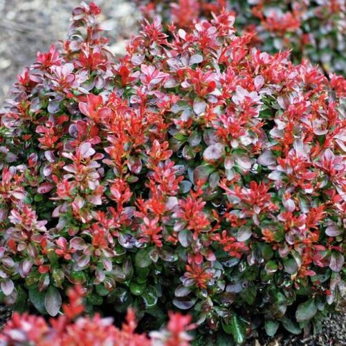 Барбарис Тунберга Багатель/Berberis thunbergii Bagatelle 10-15 C2